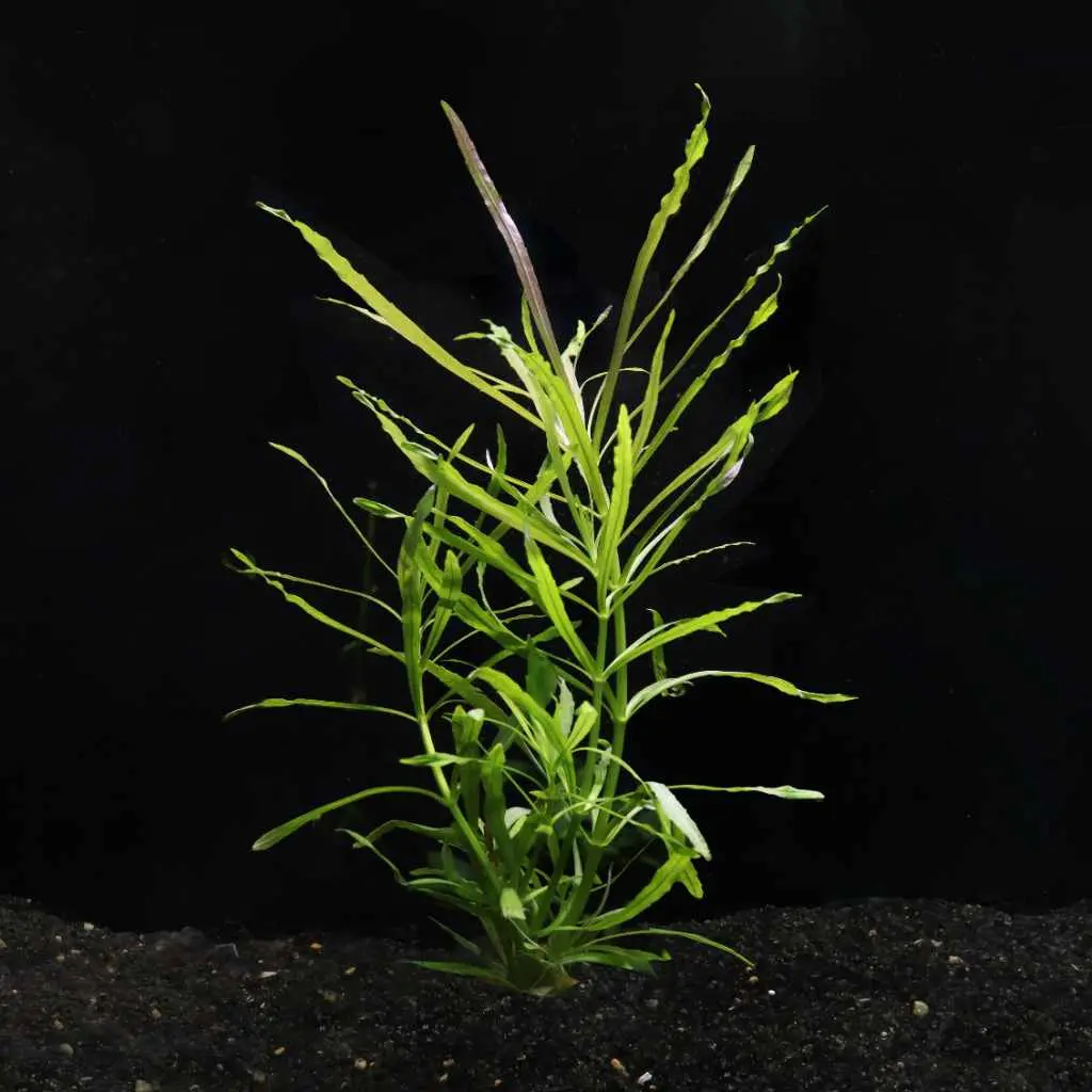 Pogostemon Stellatus 'Octopus' 2