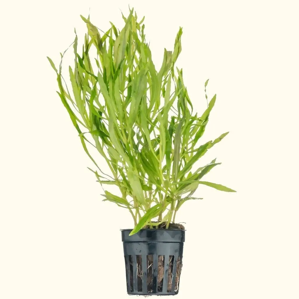 Pogostemon Stellatus 'Octopus' 1