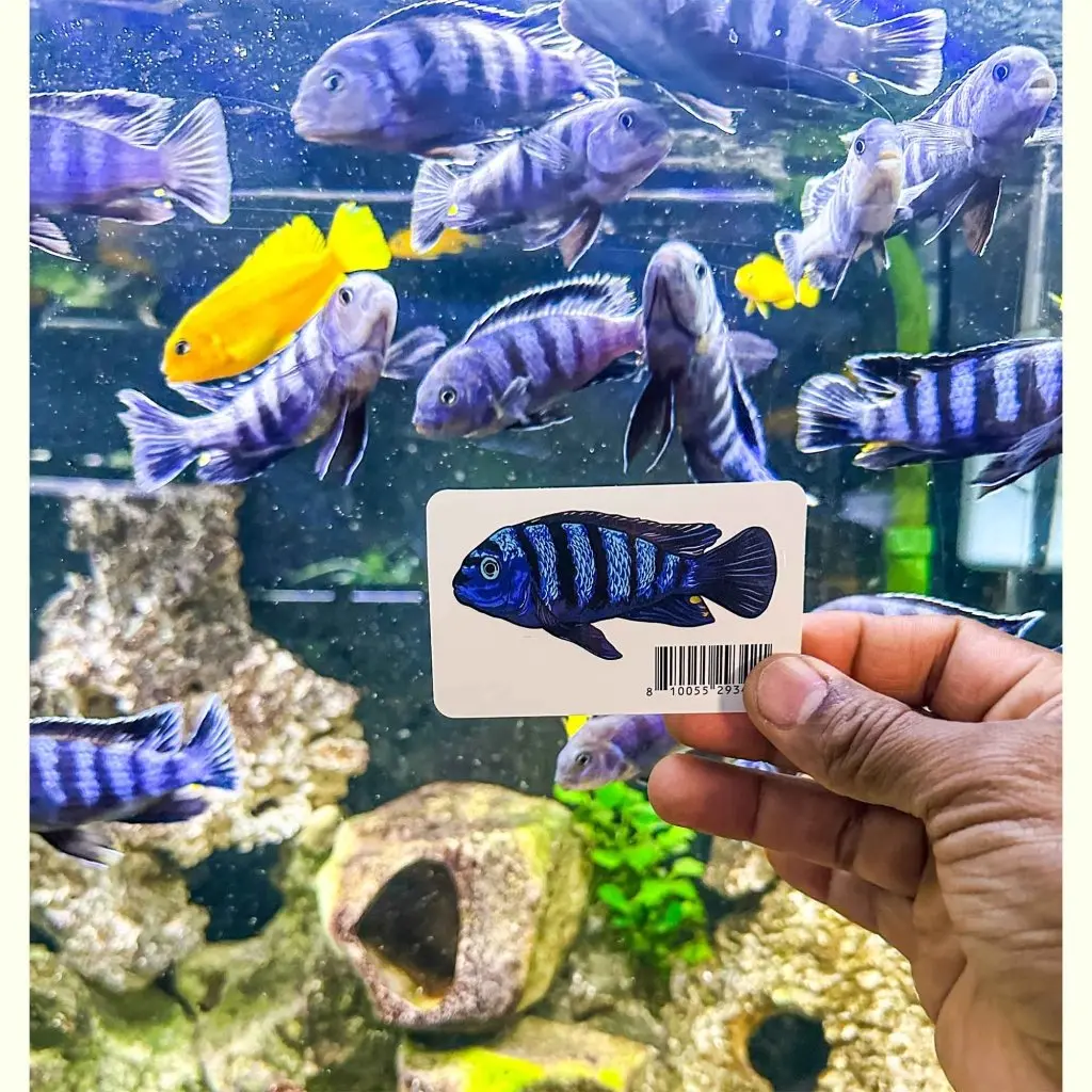 Pseudotropheus Saulosi Decal Sticker 1