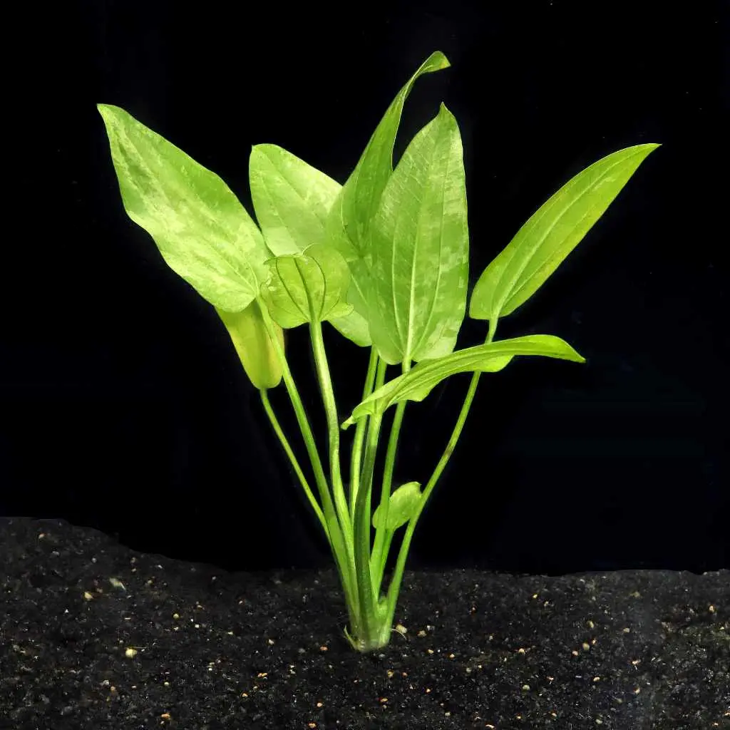 Radican Marble Queen Sword 2