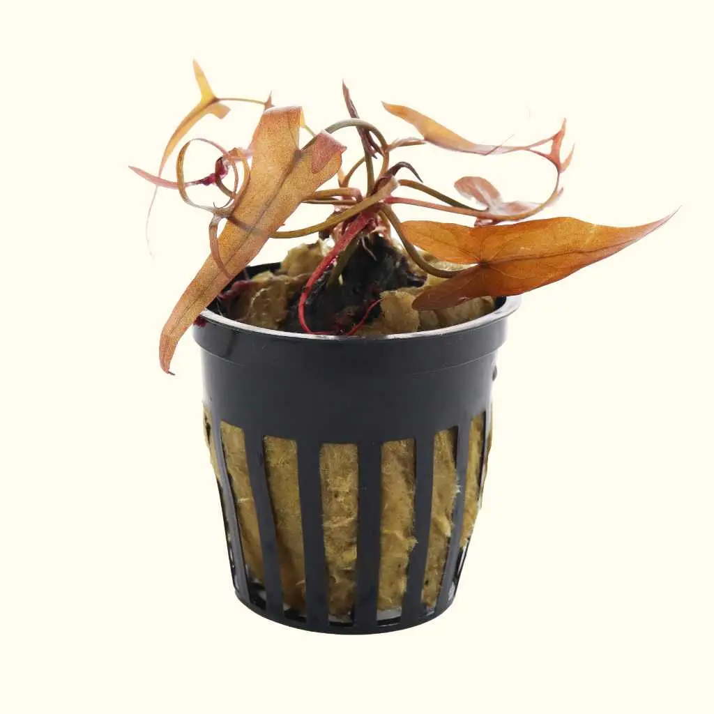 Red Dwarf Aquarium Lily Bulb 1