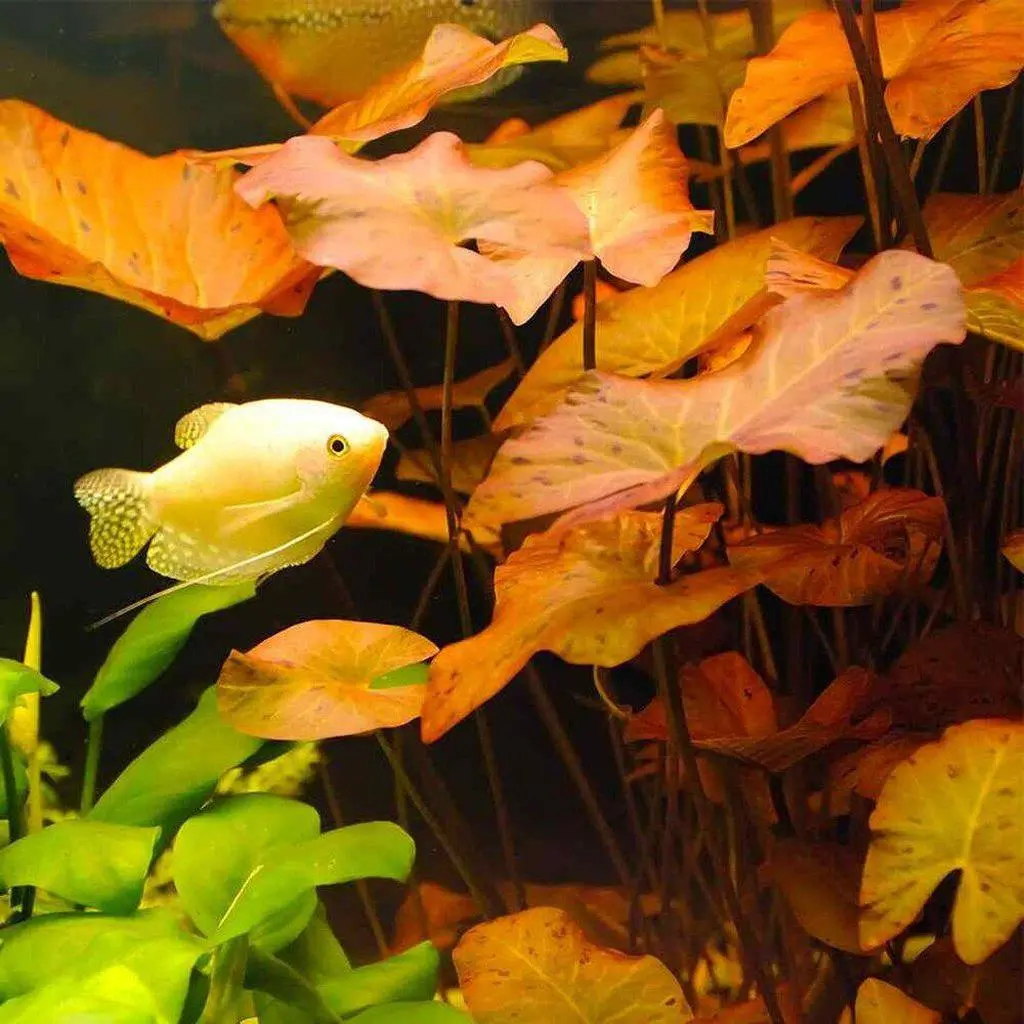 Red Dwarf Aquarium Lily Bulb 2