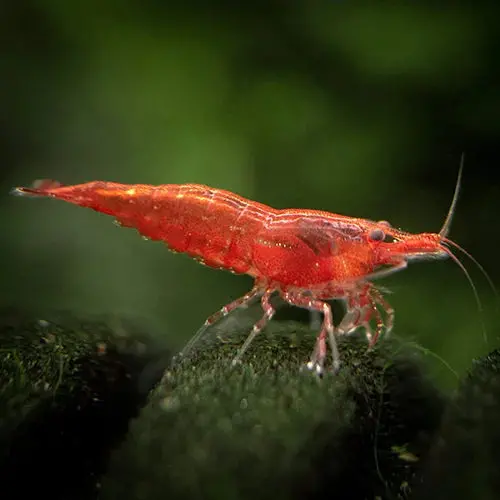 Live Fish Shrimp Sakura Red | Single 1