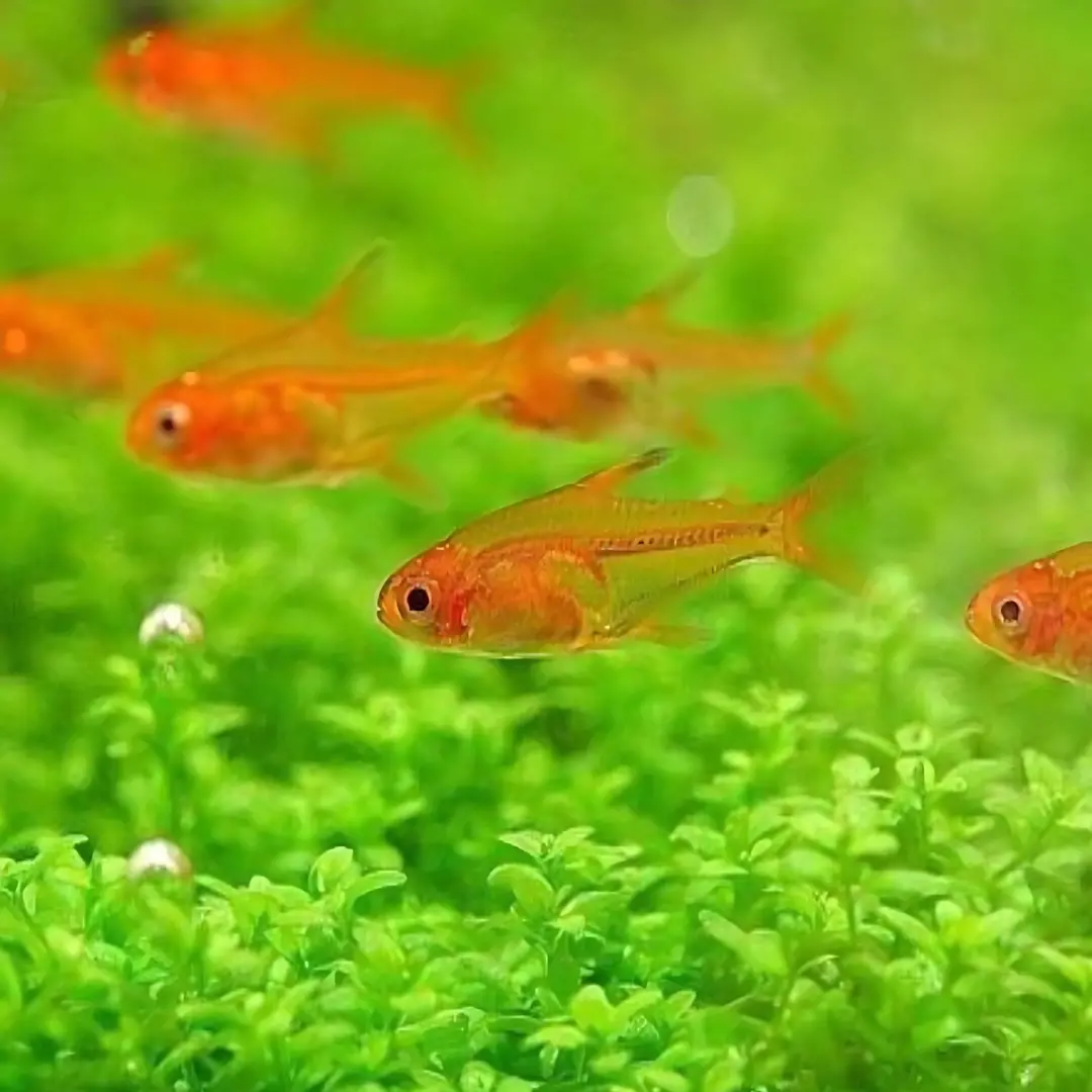 Live Fish Red Ember Tetra Planted Tank Fish Single 2