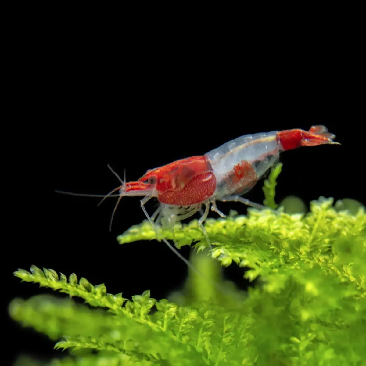 Live Fish Shrimp Red Rili | Single 1
