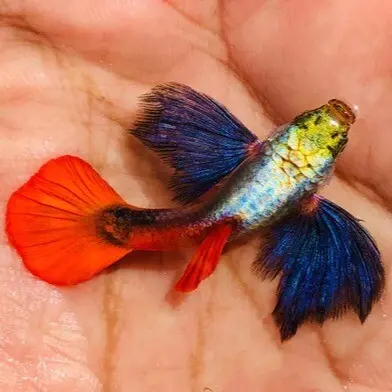 Live Fish Guppy Red Tail Dumbo Ear 1