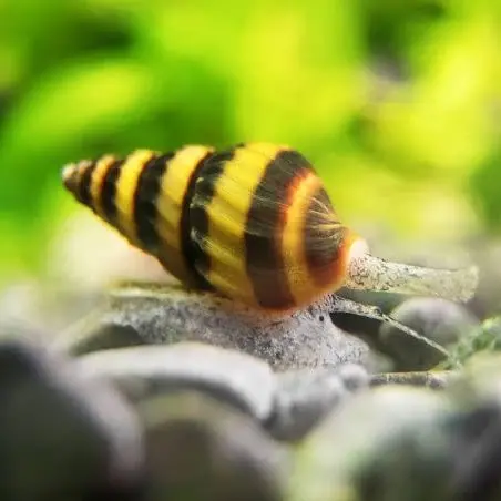 Live Fish Snail Eater Assasin Snail - Single 1