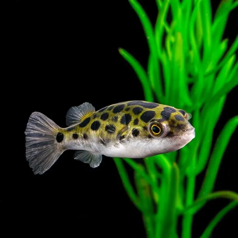 Live Fish Green Puffer (2 Inches) | Single 1