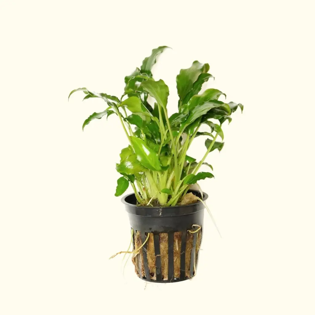 Schismatoglottis Prietoi 1