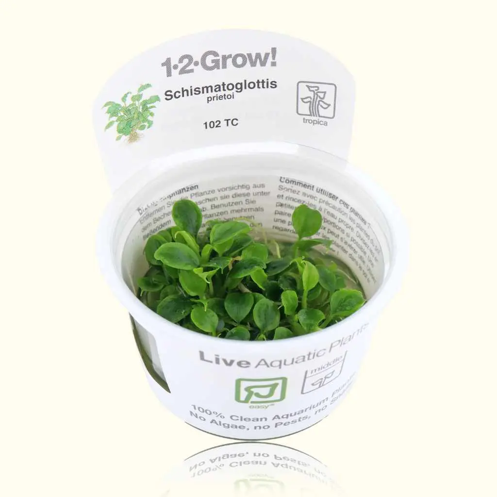 Schismatoglottis Prietoi Tissue Culture 1
