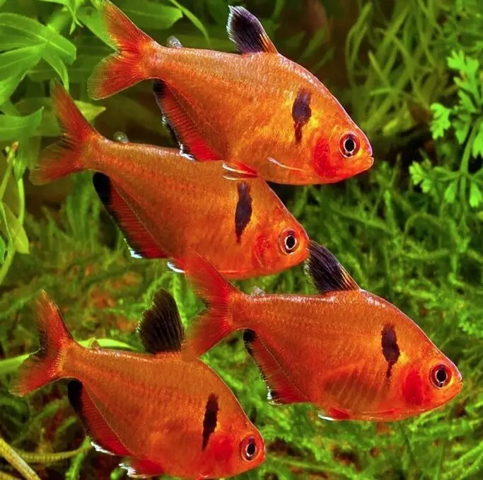 Live Fish Serpae Tetra | Single 1