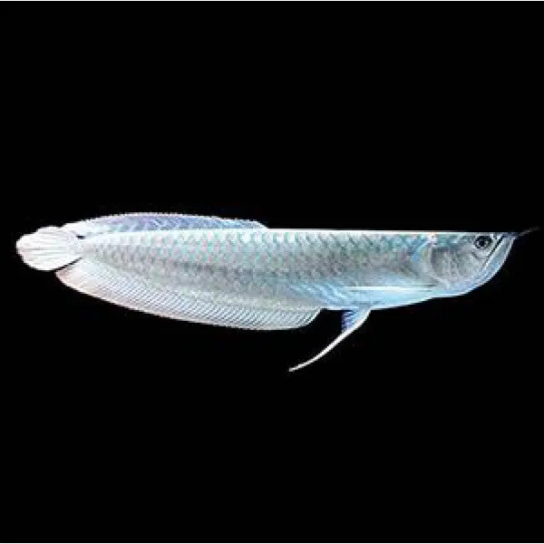 Live Fish Silver Arowana (10 Inches) | Single 1