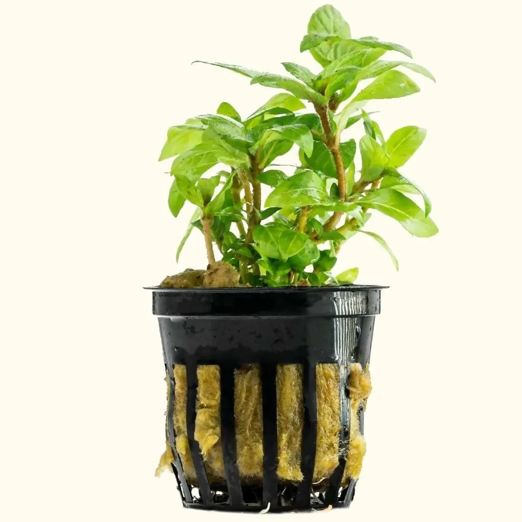 Staurogyne Repens 1