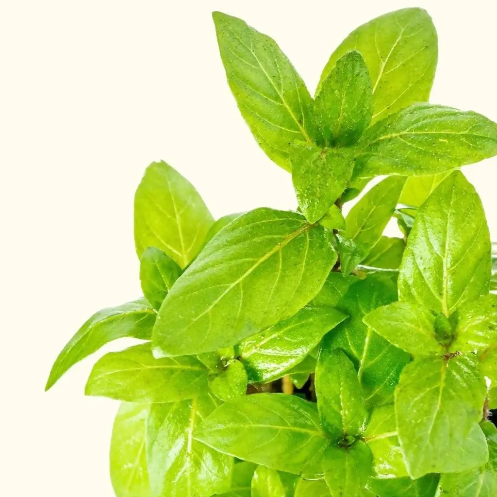 Staurogyne Repens 2