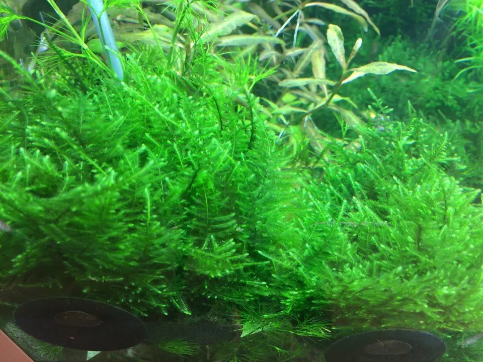 Taxiphyllum Alternans 'Taiwan Moss' Tissue Culture 2