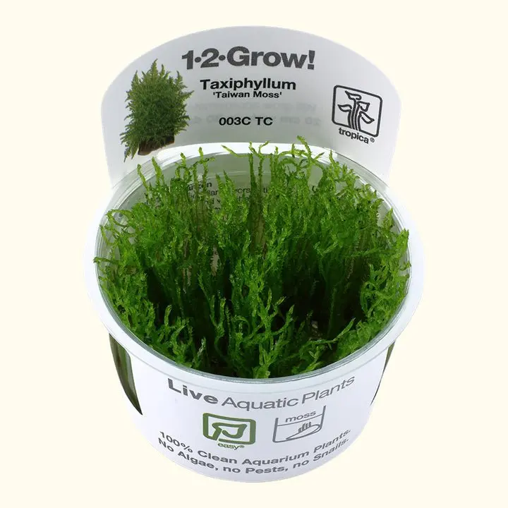Taxiphyllum Alternans 'Taiwan Moss' Tissue Culture 1