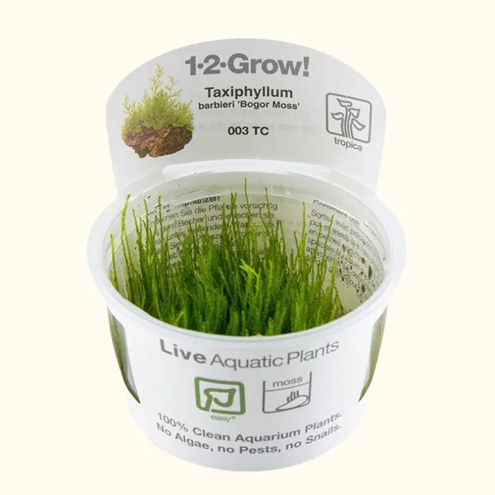 Taxiphyllum Barbieri 'Bogor Moss' Tissue Culture 1