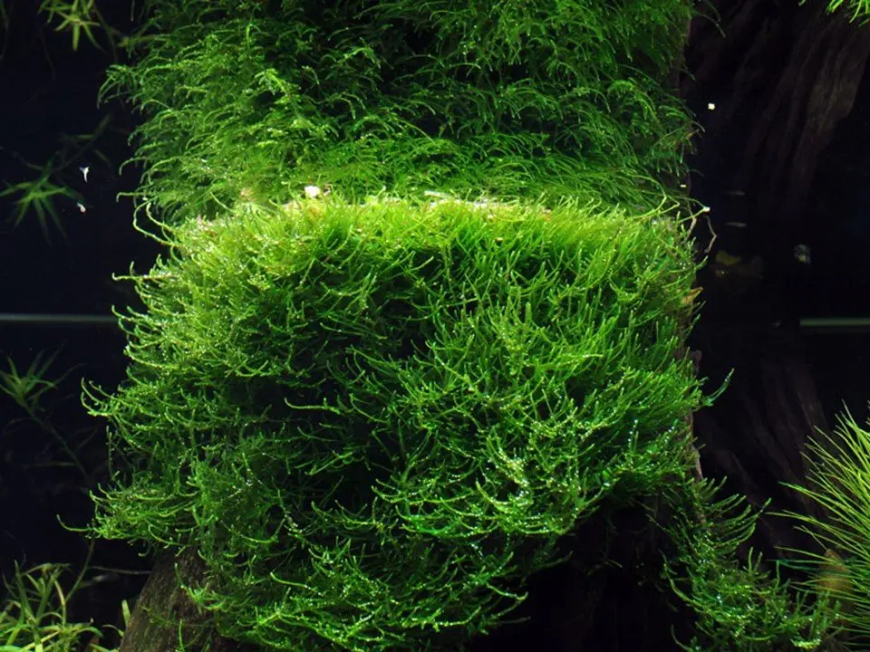 Taxiphyllum Barbieri 'Bogor Moss' Tissue Culture 2