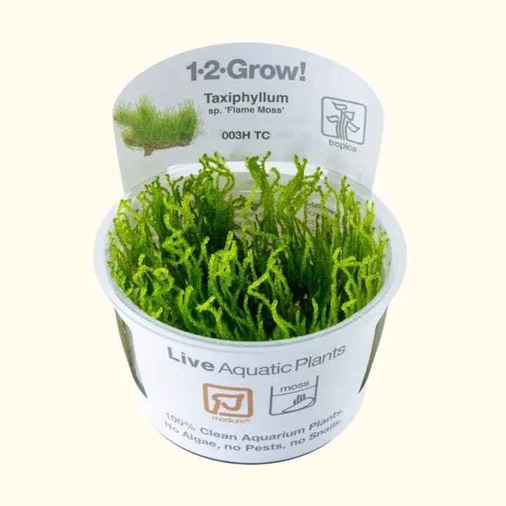 Taxiphyllum Sp. ’Flame Moss’ Tissue Culture 1