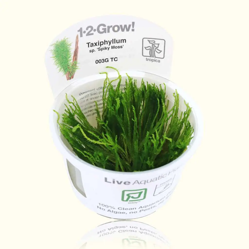 Taxiphyllum 'Spiky Moss' Tissue Culture 1