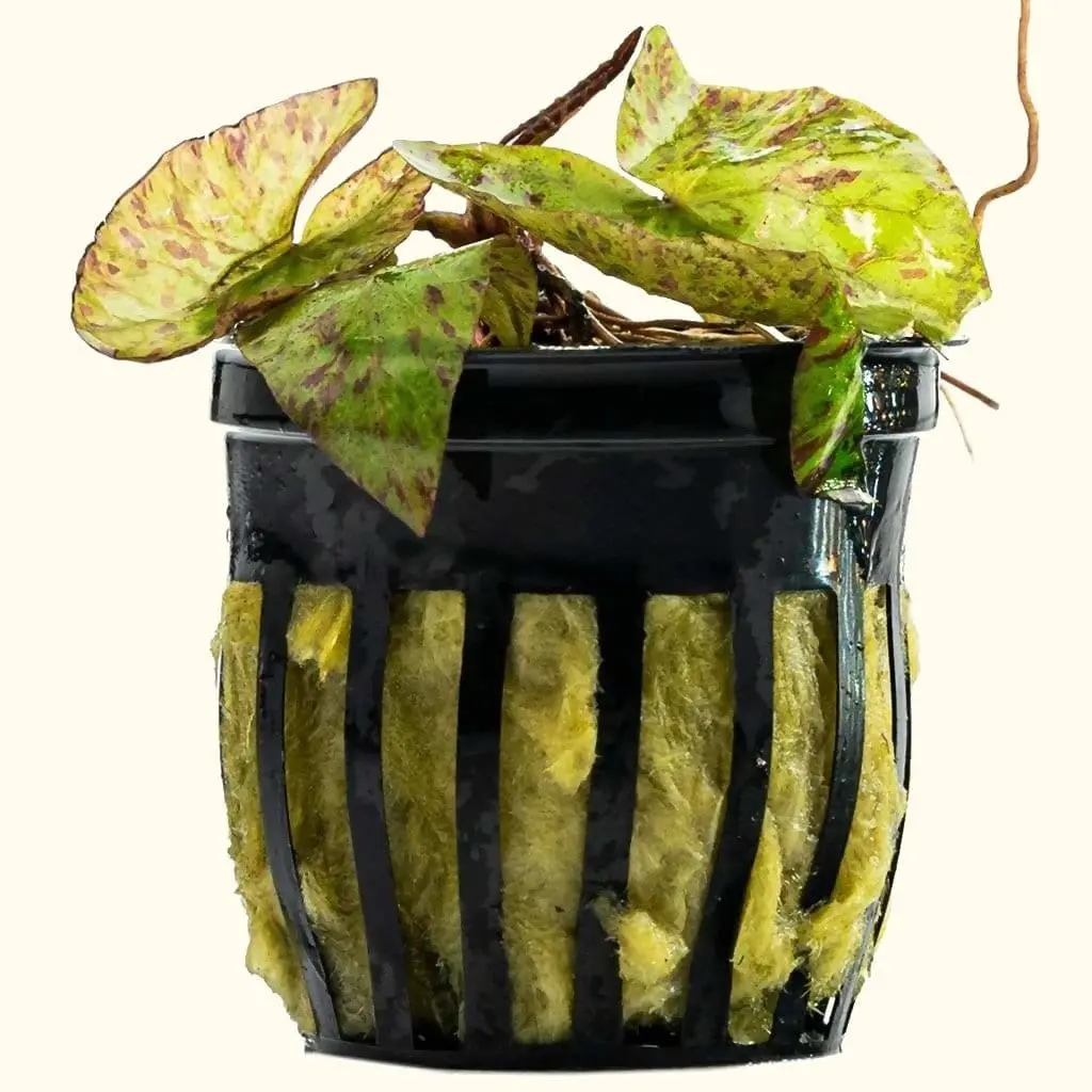 Tiger Lotus Bulb 1