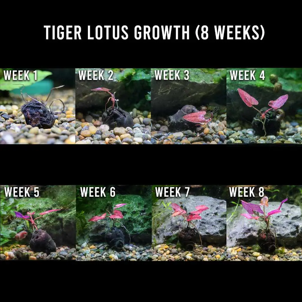 Tiger Lotus Bulb 2