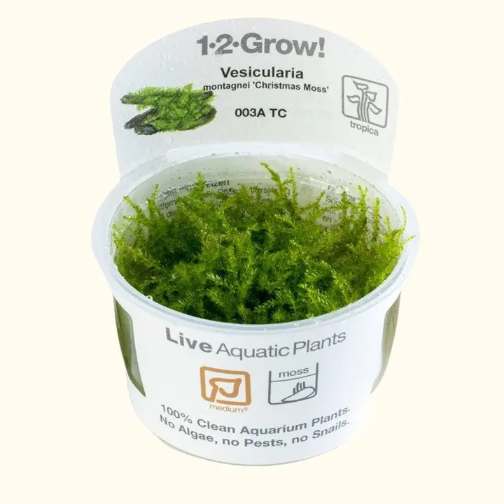 Vesicularia Dubyana 'Christmas Moss' Tissue Culture 1