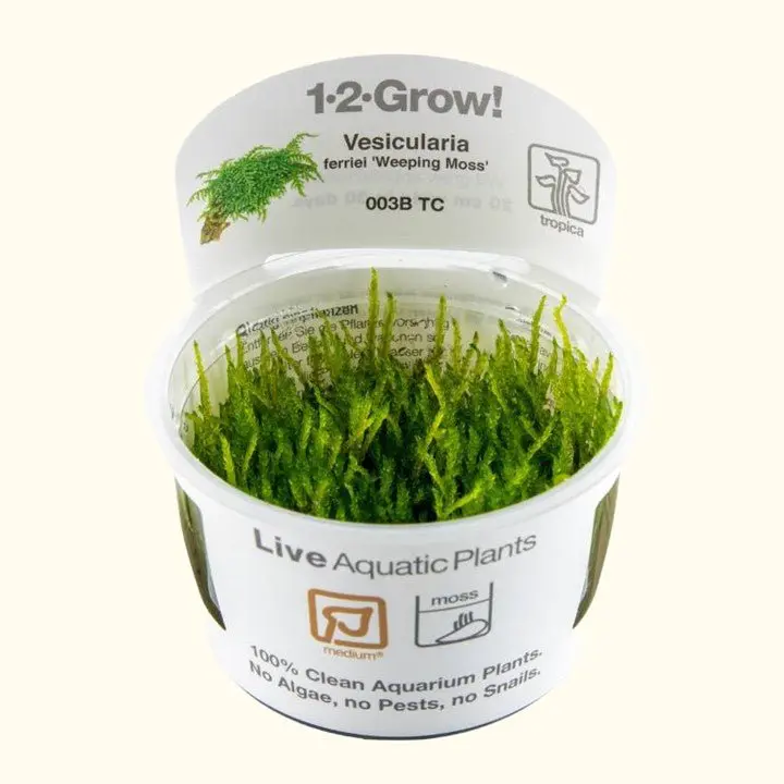 Vesicularia Ferriei 'Weeping Moss' Tissue Culture 1