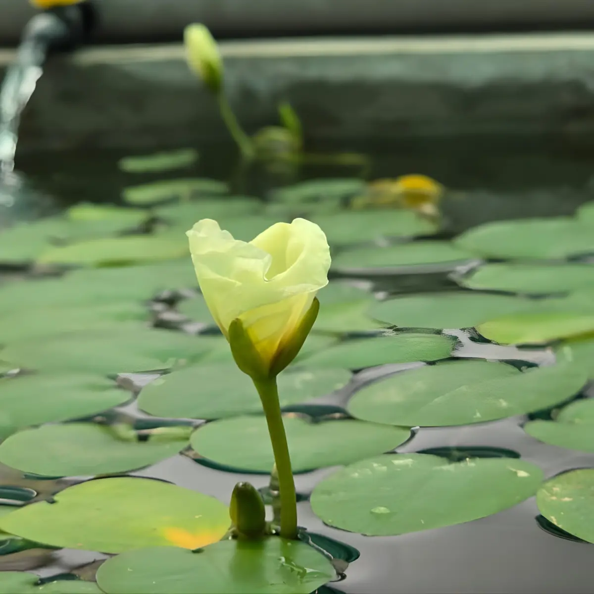 Cap Water Poppy | Cup Live Plants 1