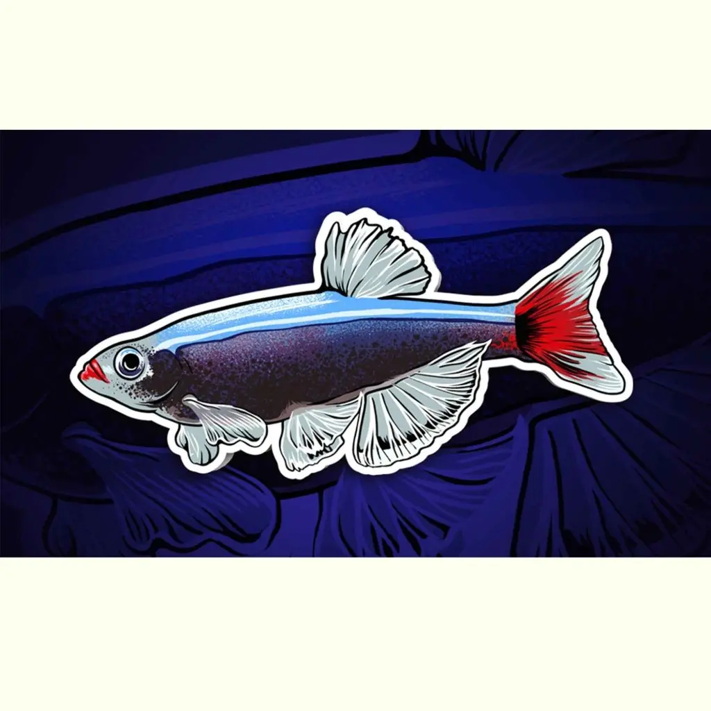White Cloud Mountain Minnow Decal Sticker 1