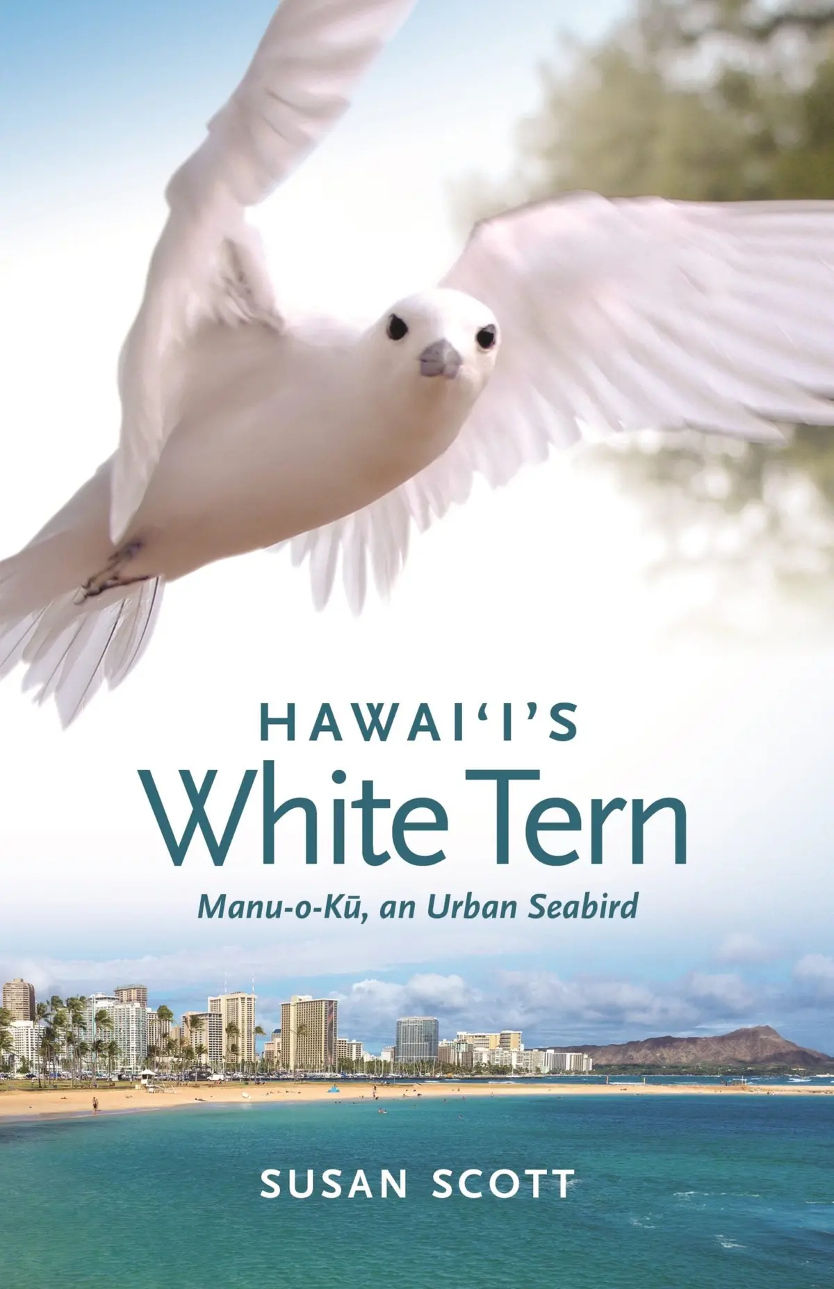 Hawaiʻi’S White Tern: Manu-O-Kū, An Urban Seabird 1