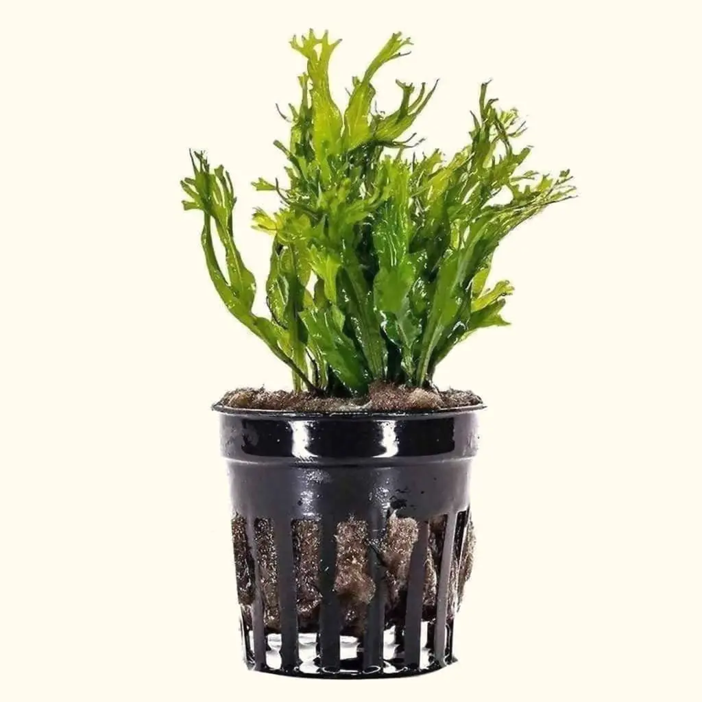"Windelov" Java Fern 1