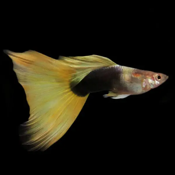 Live Fish Guppy Yellow Taxi 2